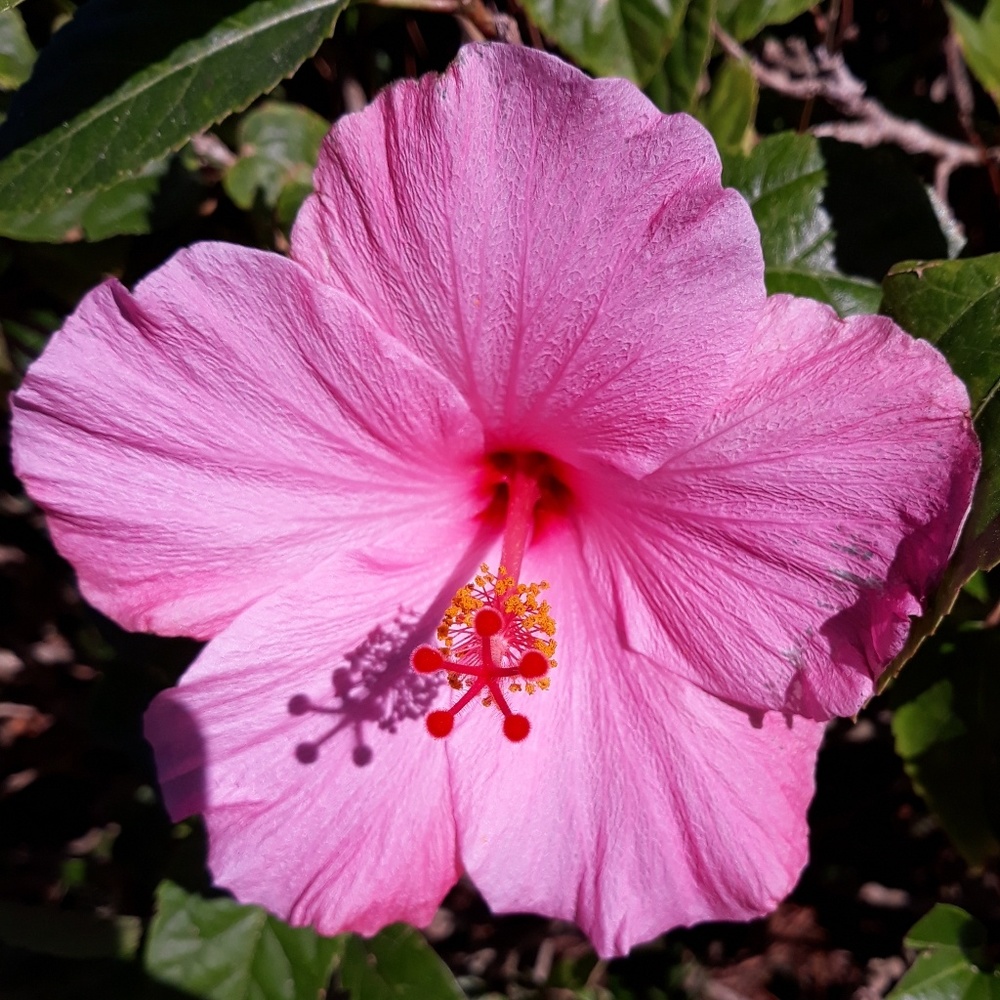 Meet your Posher, Riley